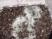 developing green mold on casing